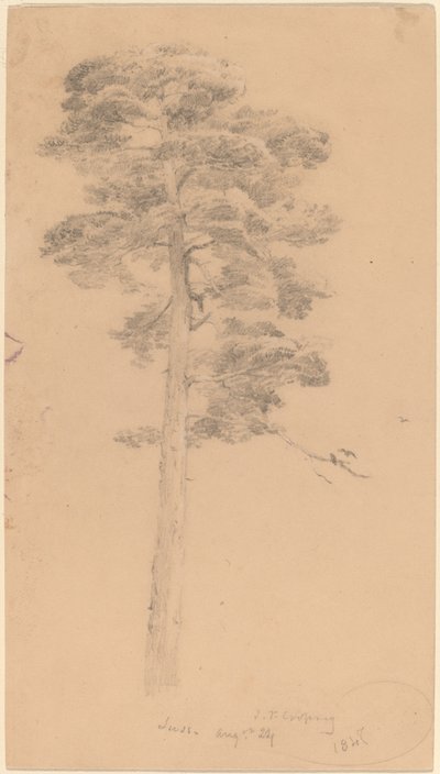Fenyőfa alkotó: Jasper Francis Cropsey