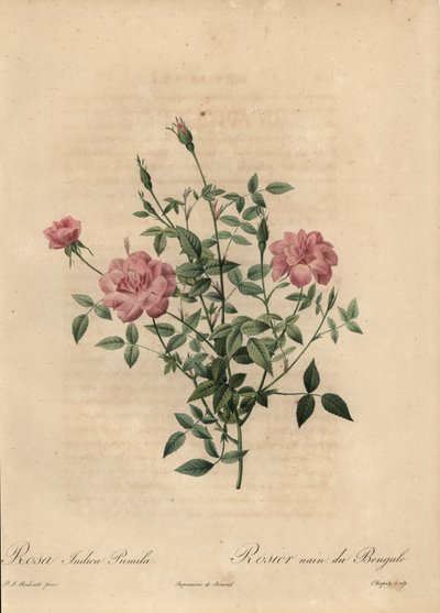 Rosa Miniatur-China-Rose, Rosa chinensis von Jean Baptiste Chapuy