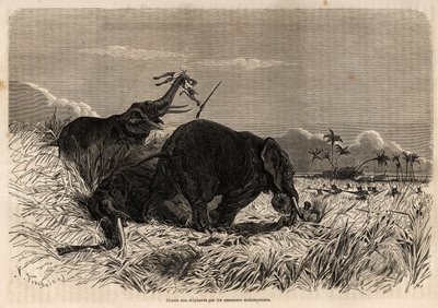 A dahomiai amazonok elefántvadászata alkotó: Jean Antoine Valentin Foulquier