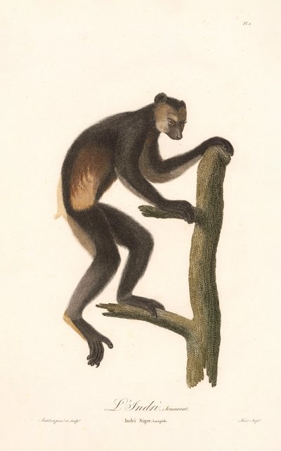 Fekete indri (Indri Niger) alkotó: Jean Baptiste Audebert