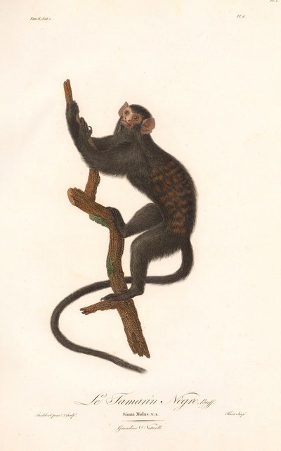 Fekete tamarin (Simia Midas) alkotó: Jean Baptiste Audebert