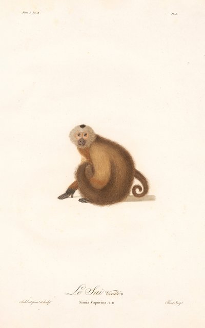 Barna kapucinus (Simia capucina) alkotó: Jean Baptiste Audebert