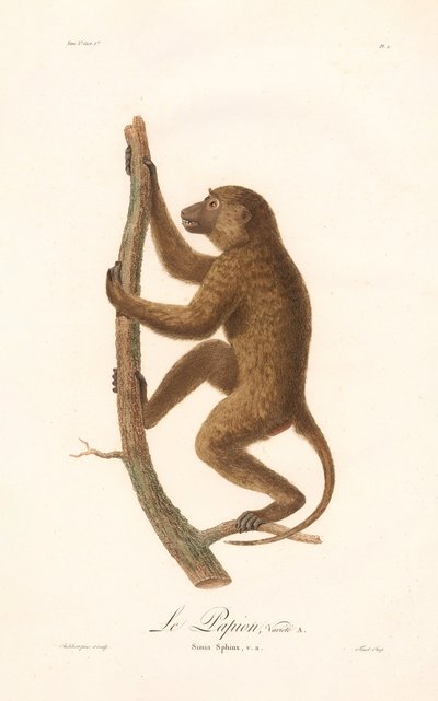Mászó guineai pávián (Simia Sphinx, a fajta) alkotó: Jean Baptiste Audebert