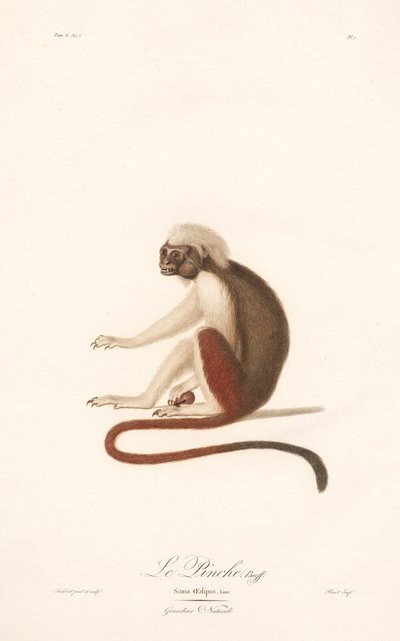 Gyapot-top tamarin (Simia Oedipus) alkotó: Jean Baptiste Audebert