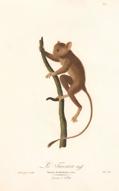 Daubenton-tarsziér (Tarsius daubentoni) alkotó: Jean Baptiste Audebert