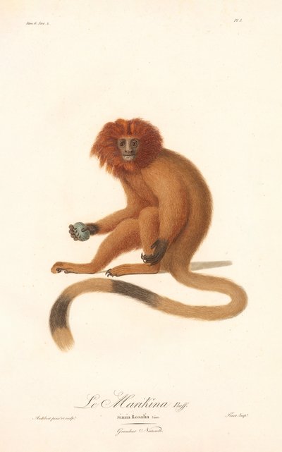 Arany oroszlán tamarin (Simia Rosalia) alkotó: Jean Baptiste Audebert
