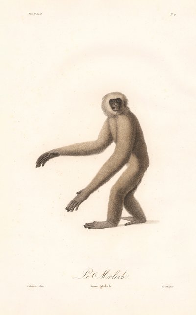 Szürke langur (Simia moloch) alkotó: Jean Baptiste Audebert