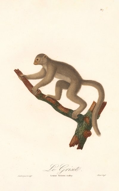 Szürke egér maki (Lemur griseus) alkotó: Jean Baptiste Audebert