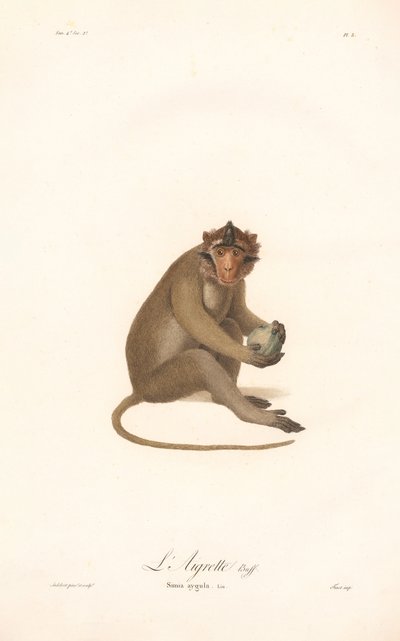 Jávai langur (Simia aygula) alkotó: Jean Baptiste Audebert