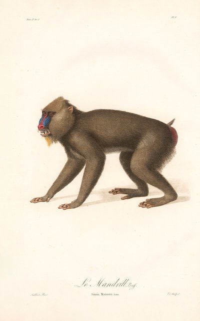 Mandrill (Simia Maimon) alkotó: Jean Baptiste Audebert