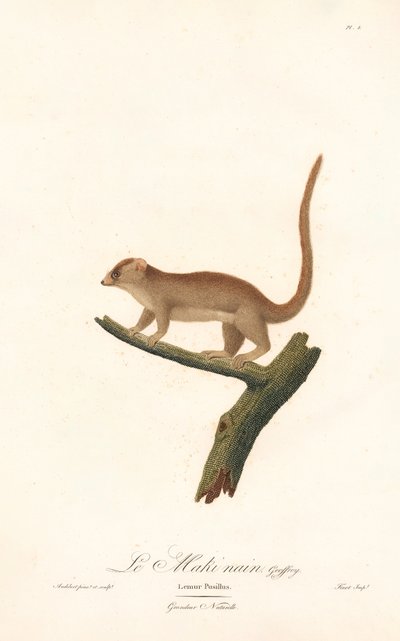 Törpe egér maki (Lemur pusillus) alkotó: Jean Baptiste Audebert