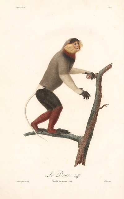 Vörösszárnyú dúc langur (Simia nemaeus) alkotó: Jean Baptiste Audebert