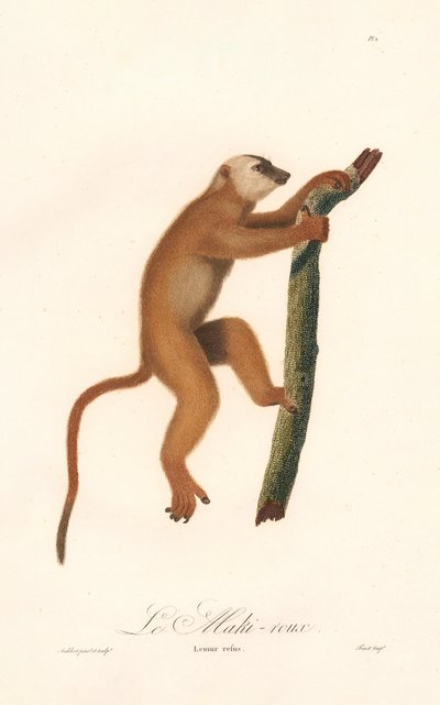 Vörös lemúr (Lemur rufus) alkotó: Jean Baptiste Audebert