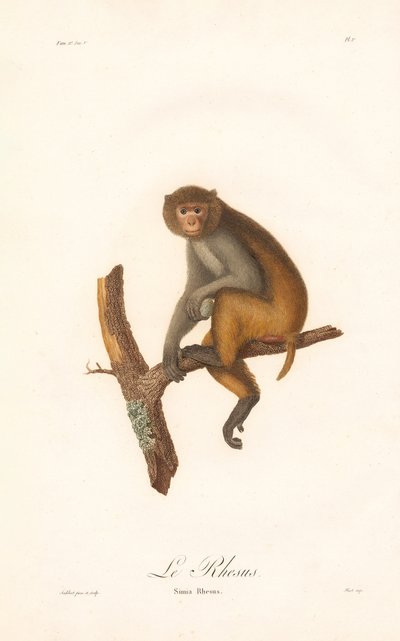 Rhesus makákó (Simia Rhesus) alkotó: Jean Baptiste Audebert