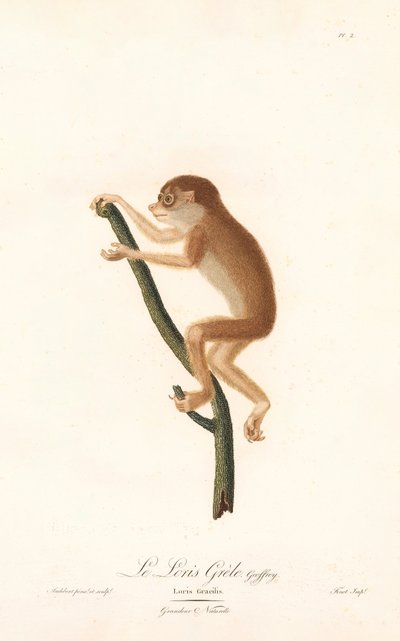 Karcsú lóri (Loris gracilis) alkotó: Jean Baptiste Audebert