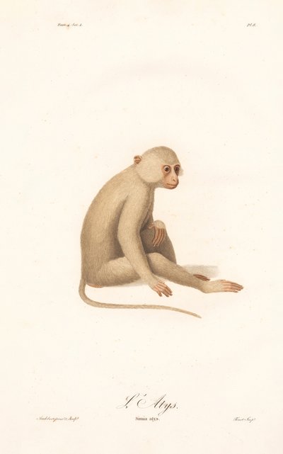 Fehérkezű gibbon (Simia alys) alkotó: Jean Baptiste Audebert