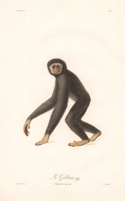 Fehérkezű gibbon (Simia lar) alkotó: Jean Baptiste Audebert