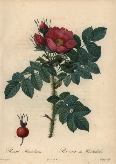 Purpurrote Japanische Rose; Rosa rugosa von Jean Baptiste Chapuy