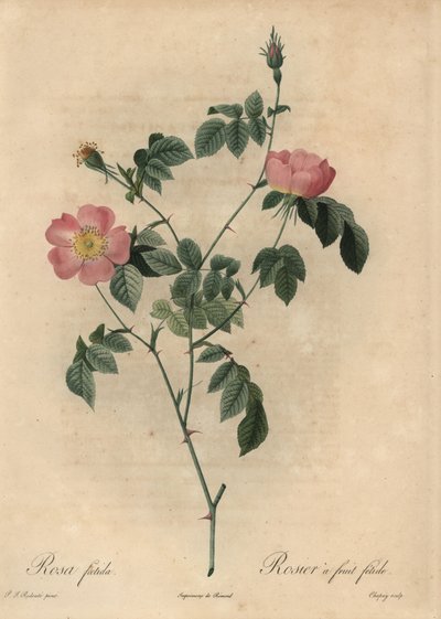 Rosa foetida, Rosier à fruit fétide von Jean Baptiste Chapuy