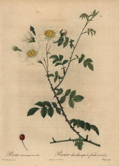 Weiße Feldrose, Rosa arvensis von Jean-Baptiste Chapuy