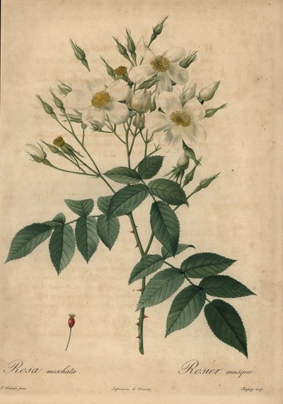 Weiße Moschusrose, Rosa moschata von Jean Baptiste Chapuy