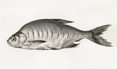Fish (1775–1833) alkotó: Jean Bernard