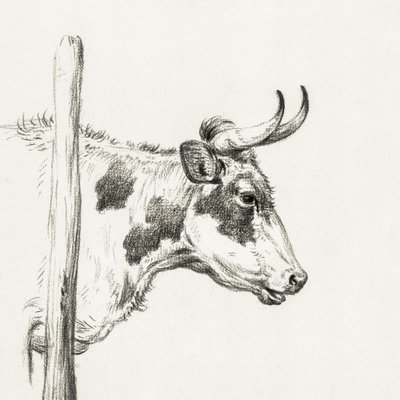 Tehénfej, jobbra néző (1820) alkotó: Jean Bernard
