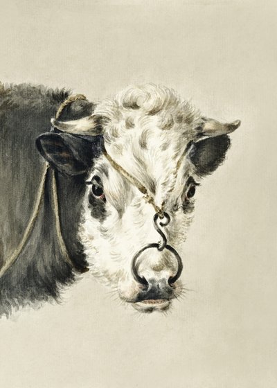 Tehénfej, orrgyűrűvel (1820) alkotó: Jean Bernard