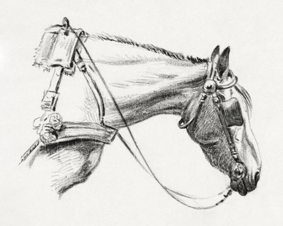 Lófej (1820) alkotó: Jean Bernard