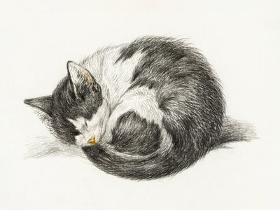 Összegömbölyödve fekvő, alvó macska (1825) alkotó: Jean Bernard