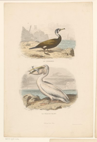 Kormorán és fehér pelikán Le cormoran (cím a tárgyon) Le pelican blanc (cím a tárgyon) alkotó: Jean Charles Pardinel