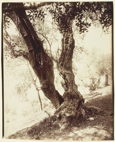 Olivier, Nizza (Olive Tree, Nizza) alkotó: Jean Eugène Auguste Atget