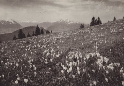 Rigi Kaltbad, Fruhling (f/w fotó) alkotó: Jean Gaberell