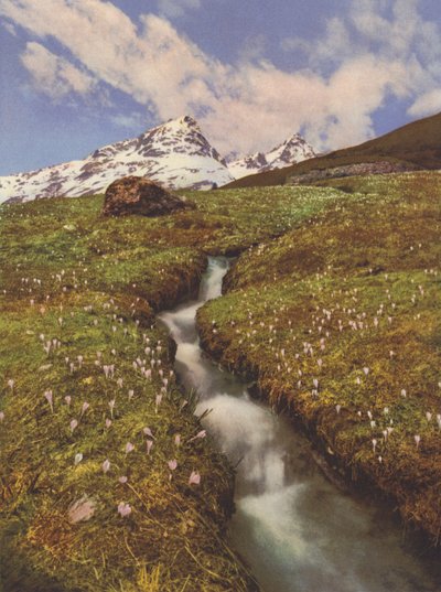 Switzerland: Crocuses near a mountain brook in the Upper Engadine (colour photo)   1405771   hu       hungarian Successfully Translated  Original: Linear Perspective as Applied in Painting - Plate VII, 1 - A Street Corner Encounter Translat: Linear Perspec alkotó: Jean Gaberell