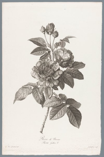 francia roos Rose de Provins / Rosa Gallica L. (cím a tárgyon) Természetből merített virágok (...) (sorozat címe) alkotó: Jean Godefroy