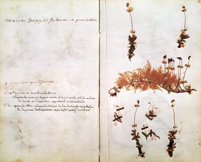 15. oldal egy Herbáriumból alkotó: Jean Jacques Rousseau