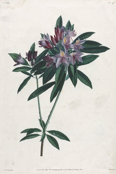 Pontic Rhododendron, 1805. alkotó: Jean Louis Prévost.