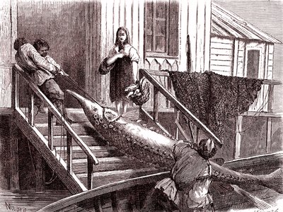 Fishing the sturgeon on the Volga river, Russia. 1867 (engraving) alkotó: Jean Pierre Moynet