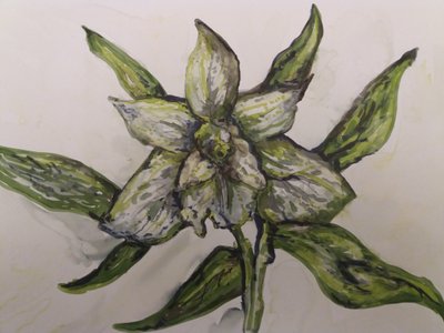 Zöld orchidea alkotó: Jeannette Stein