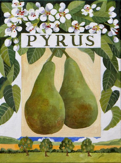 Pyrus (körte), 2014 (akril, vászon) alkotó: Jennifer Abbott