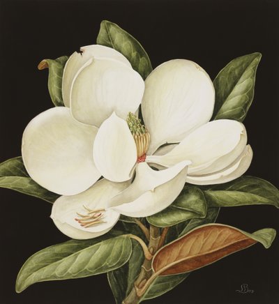 Magnolia Grandiflora, 2003 (wc papíron) alkotó: Jenny Barron