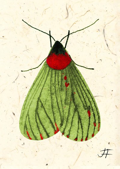 FlyMoth, 2024 (akvarell, papír) alkotó: Jenny Frean