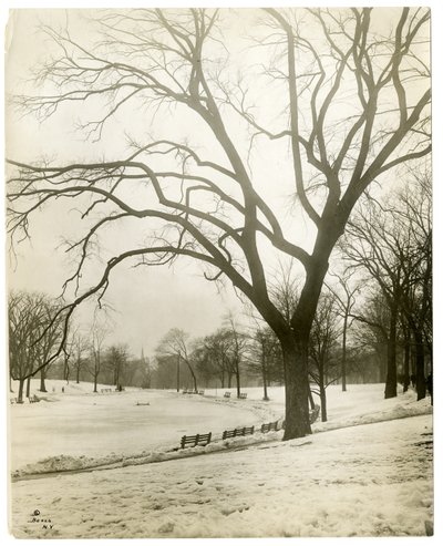 Boston Common és békató, fán, Boston, USA, 1902-1910 körül (zselatin ezüst fotó) alkotó: Jessie Tarbox Beals
