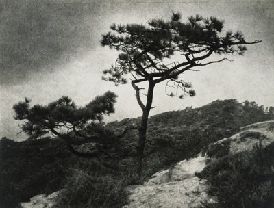 Híres Torrey Pines alkotó: Jessie Tarbox Beals