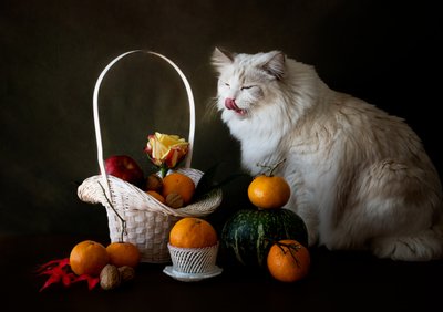  alkotó: Jie Fischer