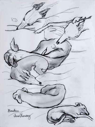 Bracken, a whippet, 2000, (ceruza) alkotó: Joan Thewsey