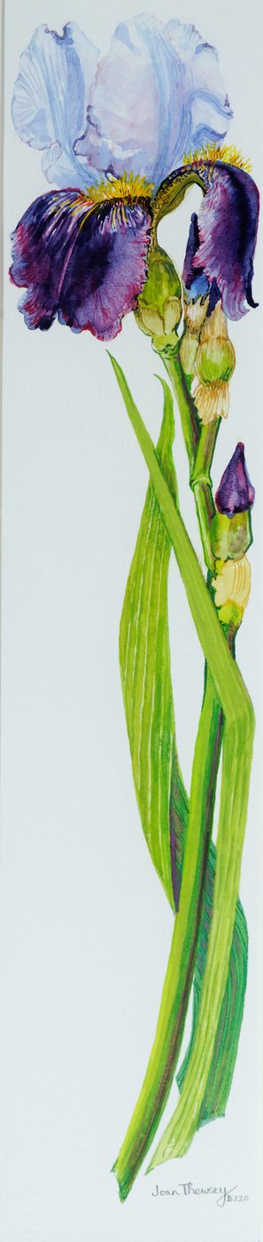 Írisz három bimbóval, 2010, akvarell alkotó: Joan Thewsey