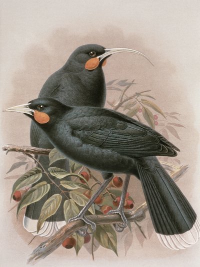 Huia, illusztráció az „Új-Zélandi madarak története” című művéből, W.L. Buller, 1887-88 (chromolitho) alkotó: Johan Gerard Keulemans