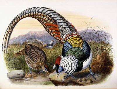 Thaumalea Amherstiae alkotó: Johan Gerard Keulemans