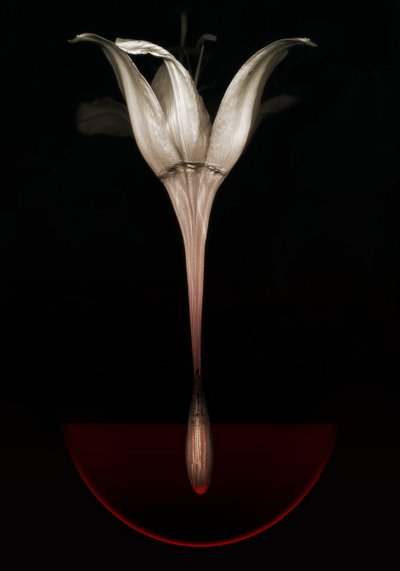Vérző liliom, 2013 (fotó) alkotó: Johan Lilja